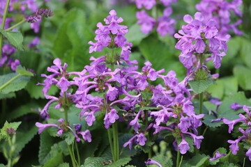 Stachys betonica macrantha. Big Betony purple flower.