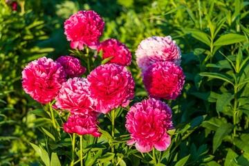Flower double deep pink peony Mary Jo Legare, blooming paeonia lactiflora in summer garden