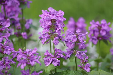 Stachys betonica macrantha. Big Betony purple flower.