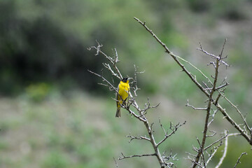 Beautiful bird. Yellow bird. Bird in nature wall art. Bird in forest print set. Birds in wild digital print. Wildlife birds