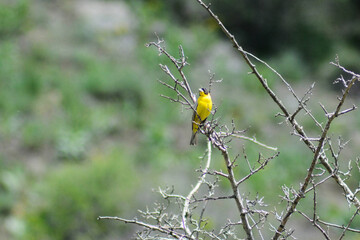 Nice yellow bird in nature