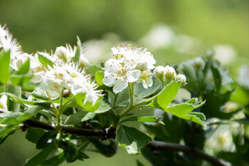 Spring tree flowers. Spring wild flowers. White flowers wall art