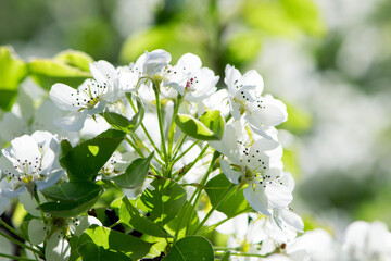 pear flowers. blooming tree in the garden. white delicate flowers and green and young leaves. Malinae, Springtide. Branches of flowering pears on a green background. close-up. pear in the forest