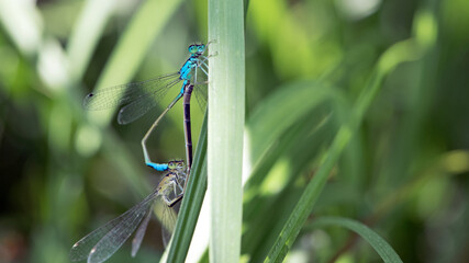 Coenagrion puella. two dragonflies on a green grass. a pair of dragonflies mate in a bright and green natural environment. close-up. light green background. blue and yellow dragonfly.