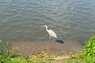 Ein Graureiher an der Aasee, Münster, Westfalen