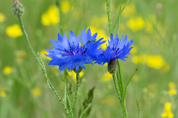 Cornflower, Centaurea cyanus Rare flower of Arable Fields. blue wildflowers, natural floral background. flowers, close-up, blurred background. meadow flower, blooms beautifully in blue. macro nature