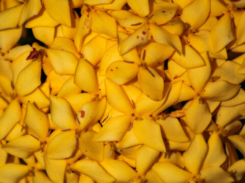 Many yellow flowers of the plant Scientific Name Ixora chinensis, known as Ixora Midi Real; Ixora Africana; Ixoria Midi Yellow;  Ixora or pin, belonging to the Rubiaceae family.