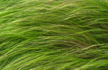 Feather Grass close up background, Nassella tenuissima, Pony tails grass 
