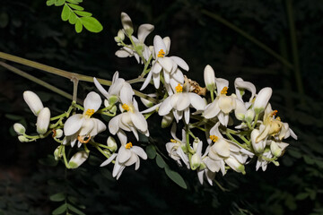 Bunch of white flowers on the plant itself, Moringa oleifera, a plant from the Moringaceae family, such as moringas, white acacia, horseradish, cedar, moringueiro and quince okra.