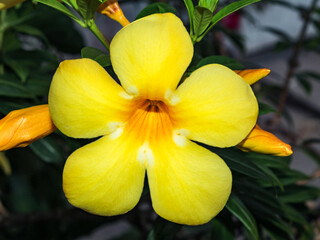 Beautiful yellow Alamanda flower in the garden, Alamanda or allamanda is an ornamental plant known as alamanda flower and is also known as golden trumpet flower, yellow bell flower or buttercup flow