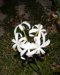 Flowers of the white spider lily plant or crinum asiaticum, grows from a bulb, is a toxic plant