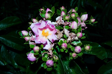 Flowers Ora pro nobis, plant with leaves and edible flowers. Flor ora pro nobis vegan food, lilac...