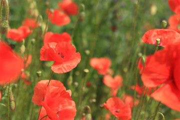 Fototapeta premium Red poppy. Flowers on a lawn or clearing. Spring flowers, natural background. Beautiful poppy blossoms on a sunny day. Flowers close up. Papaver rhoeas