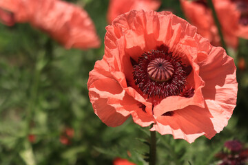 Large decorative red poppy flower. Big flower. Natural floral background. Poppies bloom in a park...