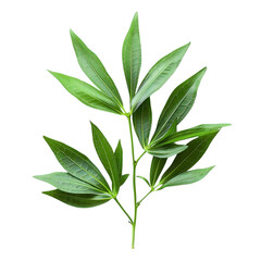 Fototapeta premium Stevia, Sweet Leaf of Paraguay, Stevia rebaudiana (Bertoni) Bertoni.