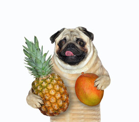 Dog pug holding mango and pineapple