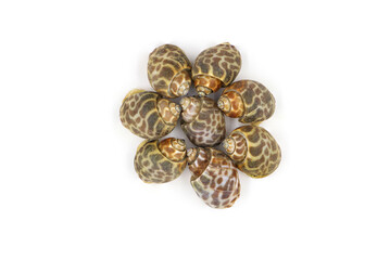 Roasted Sweet shellfish isolated on white background. Fresh seafood.