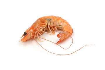 shrimp isolated on white