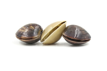 Closed up fresh baby clams, venus shell, shellfish, carpet clams, short necked clams, as raw food from the sea are the seafood ingredients. fresh clams isolated on white background.