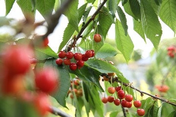 Cherry tree with green leaves and ripe berries growing outdoors