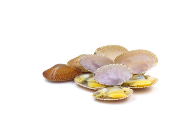 shells isolated on white