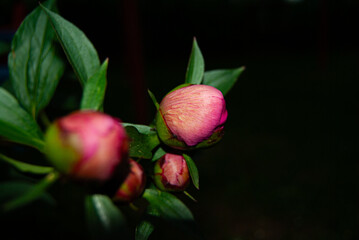 A soft, blurred image of a delicate pink peony bud set against a dramatic black background.