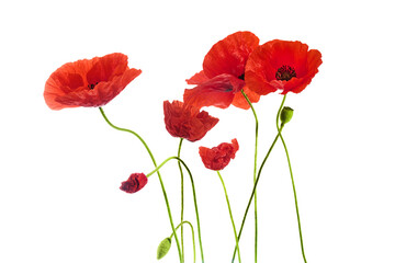 Vibrant Red Poppies Isolated on White