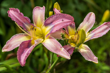 Hemerocallis, Mildred Mitchell Daylily in the garden