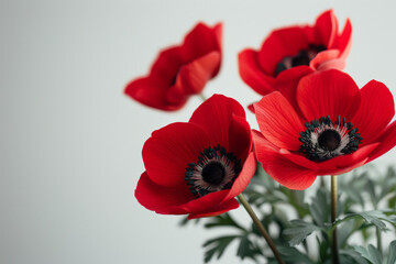 Simple photo of red anemones on a plain white backdrop,