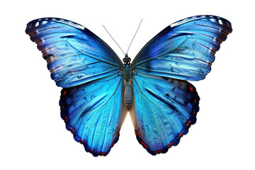 Fototapeta premium Wing Optics Butterfly Beautiful Color Isolated on Transparent Background