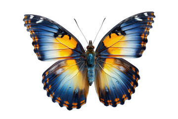 Fototapeta premium Wing Optics Butterfly Beautiful Color Isolated on Transparent Background