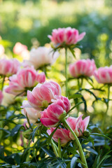 Peony Coral Charm orange pink peony flower in bloom