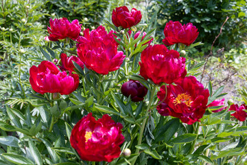 Herbaceous peonies Chervonnyj Oksamit in flowers. Red peony oscamite