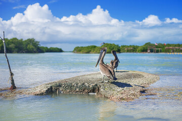 pelicans rest on a rocky island of chuburna mangrove