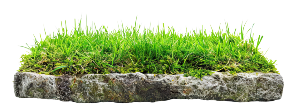 Patch of fresh green lawn grass, cut out