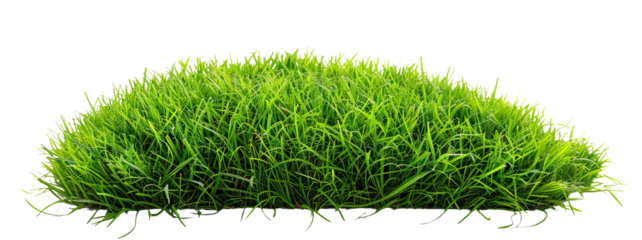 Patch of fresh green lawn grass, cut out