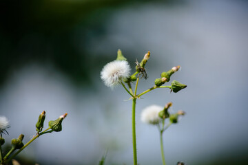 Eine blühende wilde Pusteblume in ihrer Natur, Blühende Pflanze