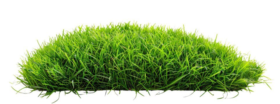 Patch of fresh green lawn grass, cut out