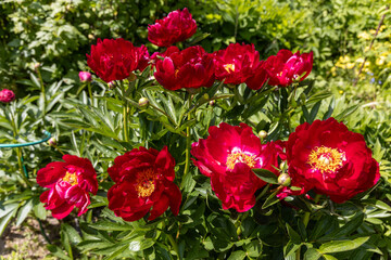 Herbaceous peonies Chervonnyj Oksamit in flowers. Red peony oscamite