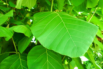 green leaves texture background, fresh young green leaves
