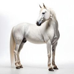 Fototapeta premium Pony in white background 