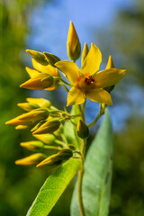 Lysimachia vulgaris flower, the garden loosestrife, yellow loosestrife, or garden yellow loosestrife, blooming in summer