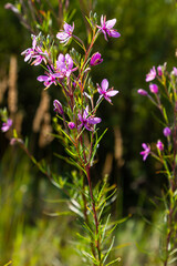Pink Flowering Chamerion Dodonaei Alpine Willowherb Plant