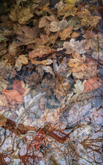 Background of arboreal reflections in a pond full of maple leaves