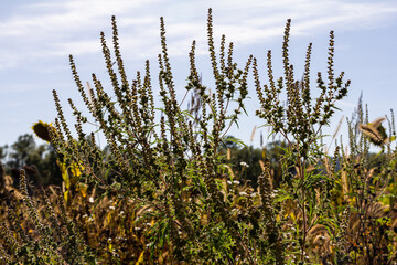Ambrosia trifida, the giant ragweed, is a species of flowering plant in the family Asteraceae