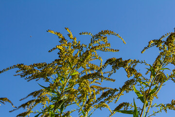 The wild flowers of Solidago altissima in autumn