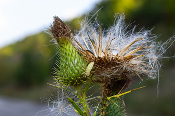 Autumn background - close-up of a boar thistle
