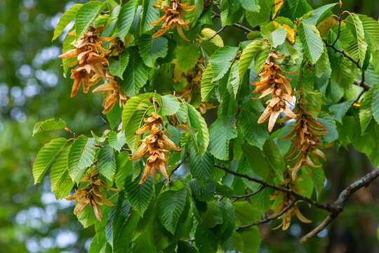 Branch of a hornbeam Carpinus betulus with drooping inflorescence and leaves in autumn, selected focus, narrow depth of field, copy space in the blurry background