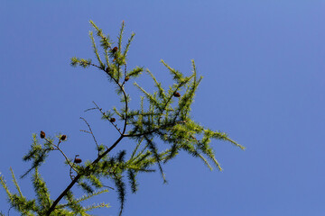 a larch branch with bright green spring games, against a blue sky background