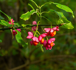 Euonymus europaeus, common spindle pink fruits closeup selective focus